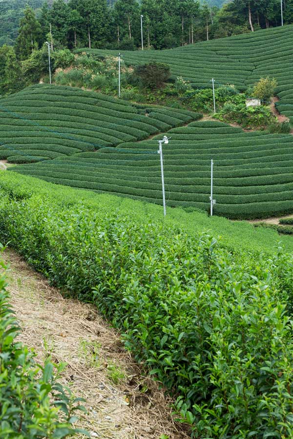 tea-garden-1